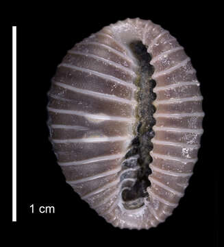 Image de Pusula cimex (G. B. Sowerby II 1870)