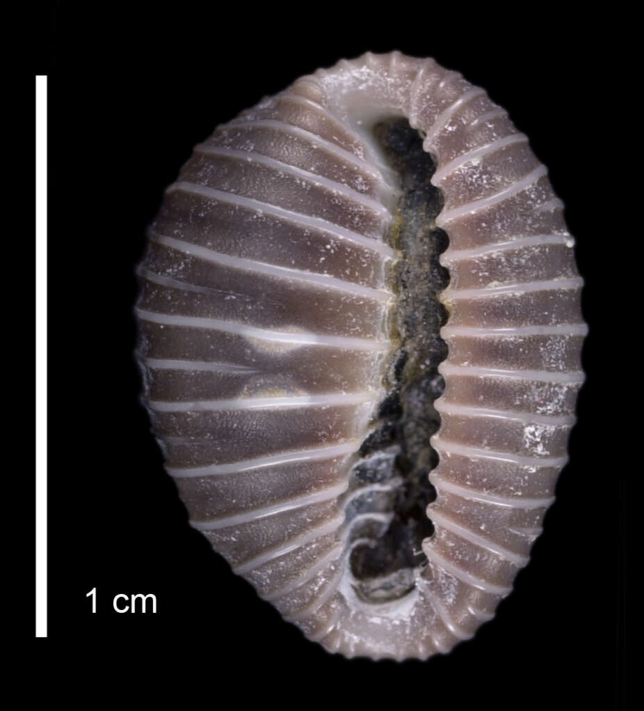 Image of Pusula cimex (G. B. Sowerby II 1870)