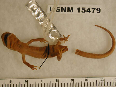 Image de Ensatina eschscholtzii Gray 1850