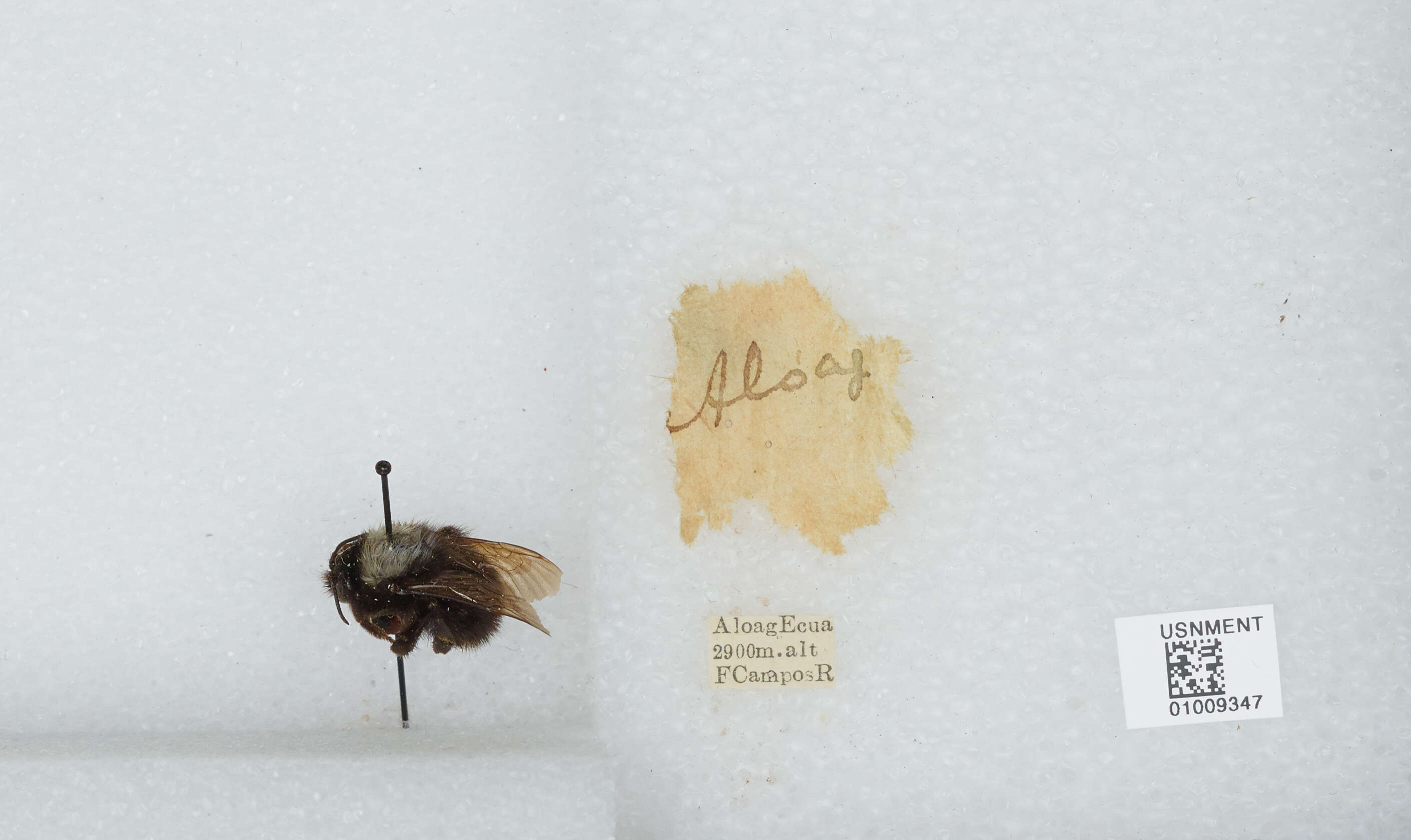 Image of Bombus funebris Smith 1854