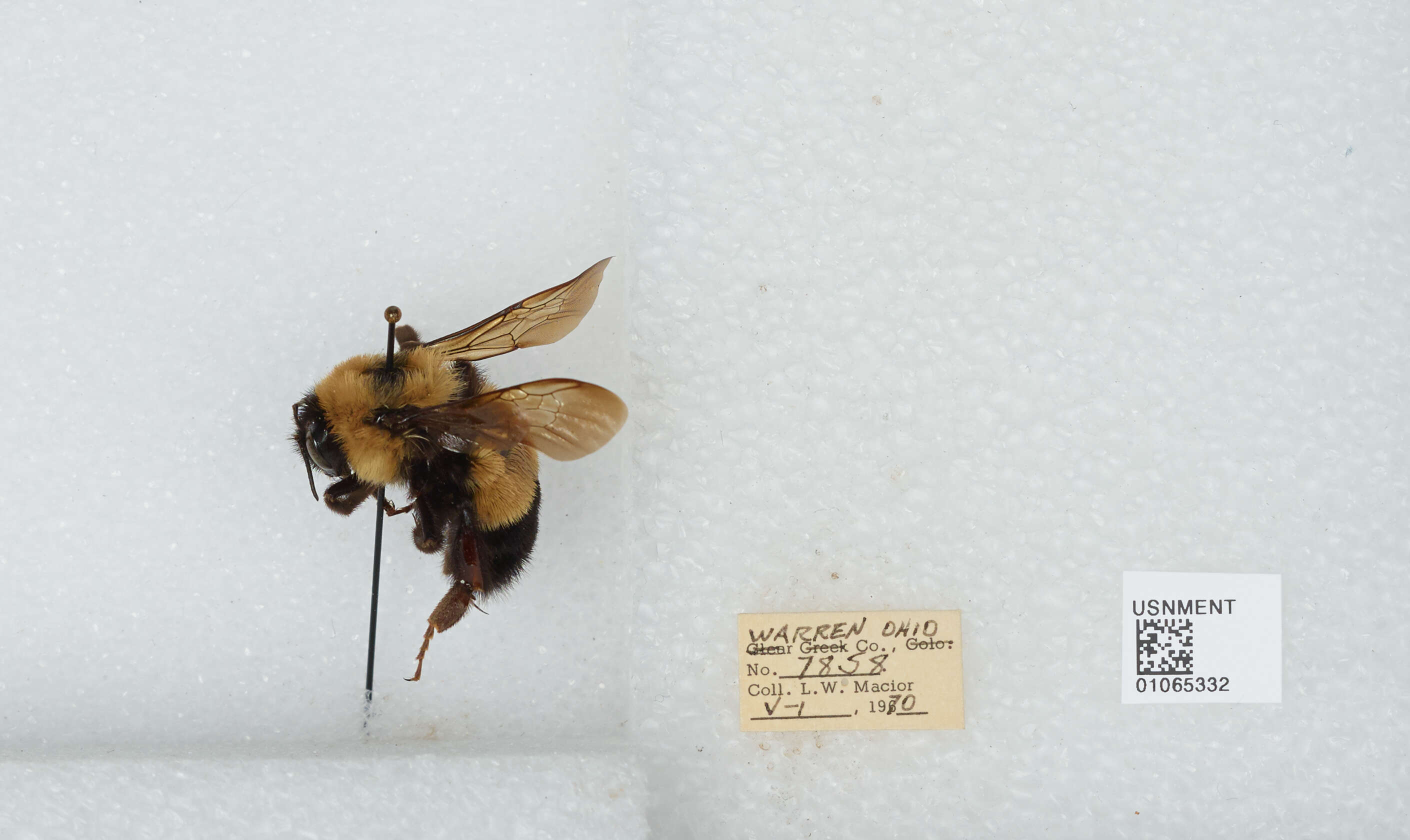 Слика од Bombus affinis Cresson 1864