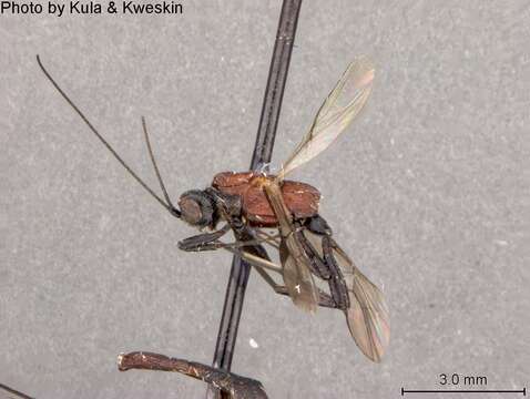 Image of Acrophasmus rubronotum Marsh 2002