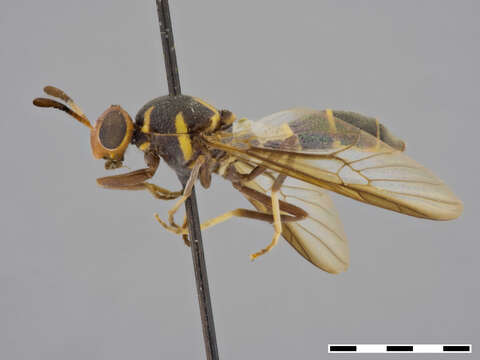 Image of Auloceromyia Lindner 1969