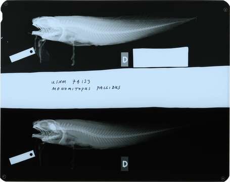 Sivun Monomitopus pallidus Smith & Radcliffe 1913 kuva