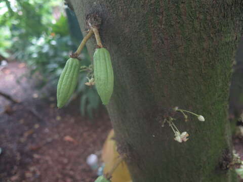 Imagem de Theobroma cacao L.