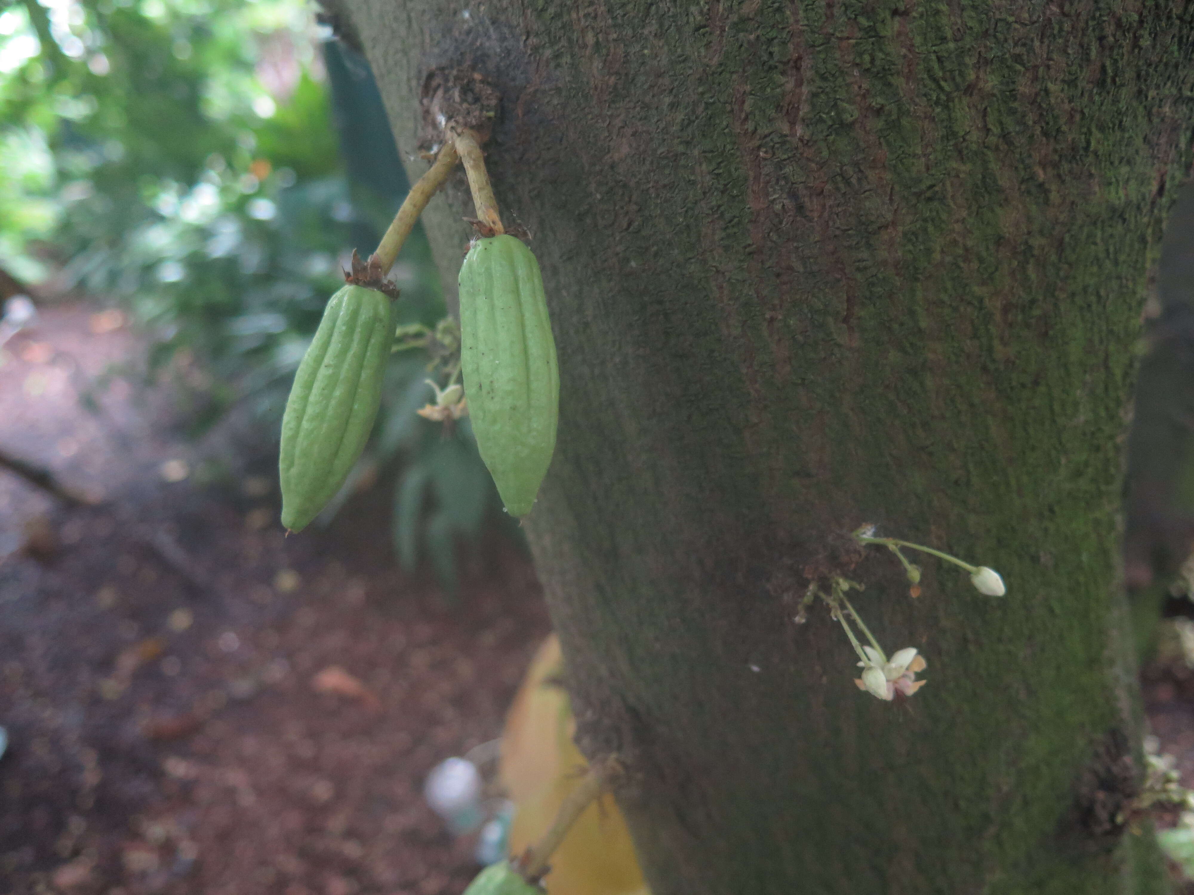 Image of cacao