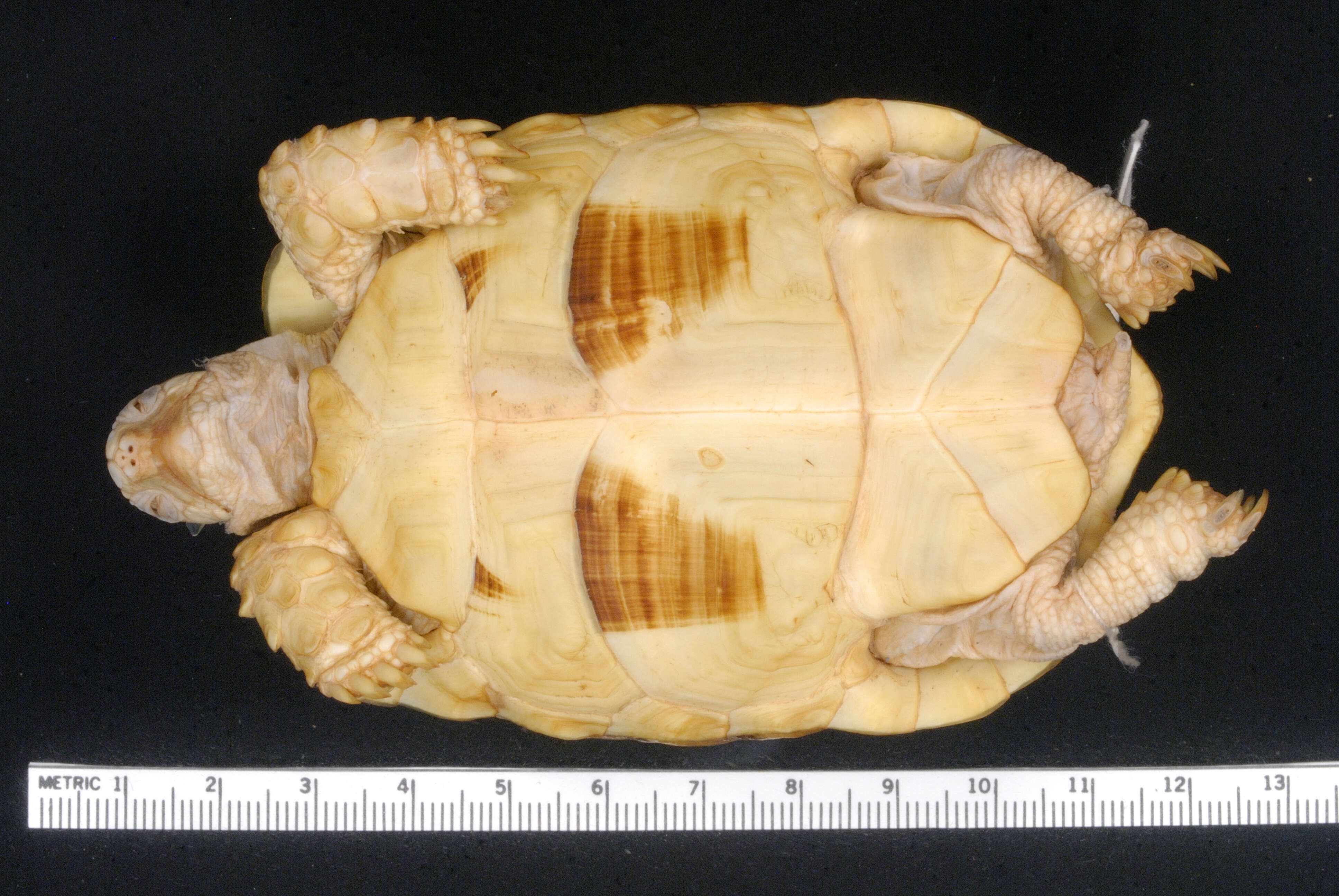 Image of Egyptian Tortoise