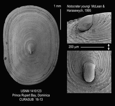 Imagem de Notocrater youngi McLean & Harasewych 1995