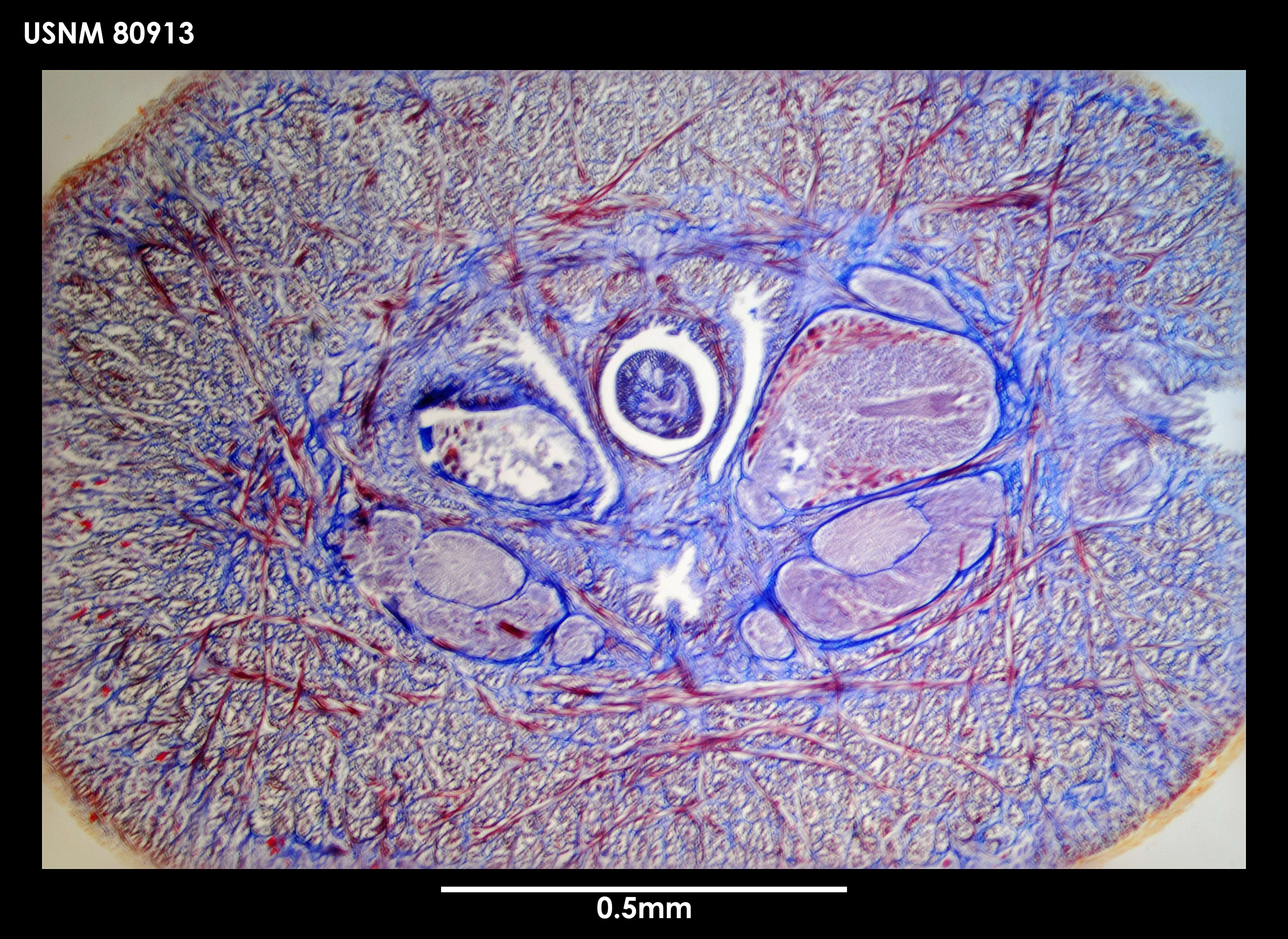 Image of Dokonemertes magellanensis Gibson 1985