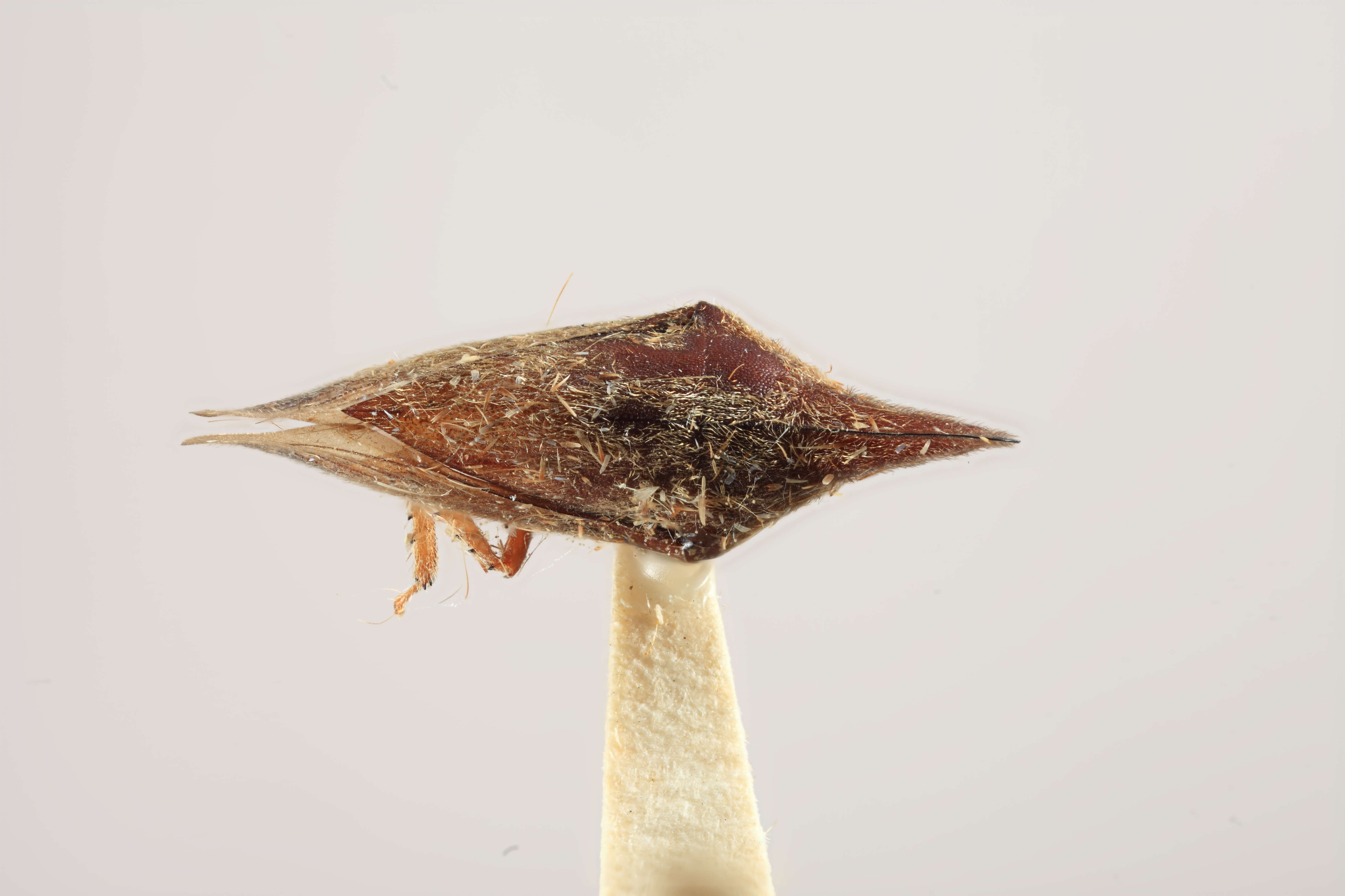 Image of Calloconophora veracruzensis Dietrich