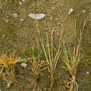 Image of Vahl's alkaligrass