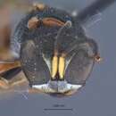 Слика од Ectemnius scaber rufescens Krombein 1954