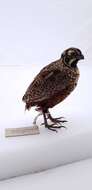 Image of Ocellated Quail