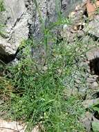 Imagem de Ciclospermum leptophyllum (Pers.) Sprague ex Britton & P. Wilson