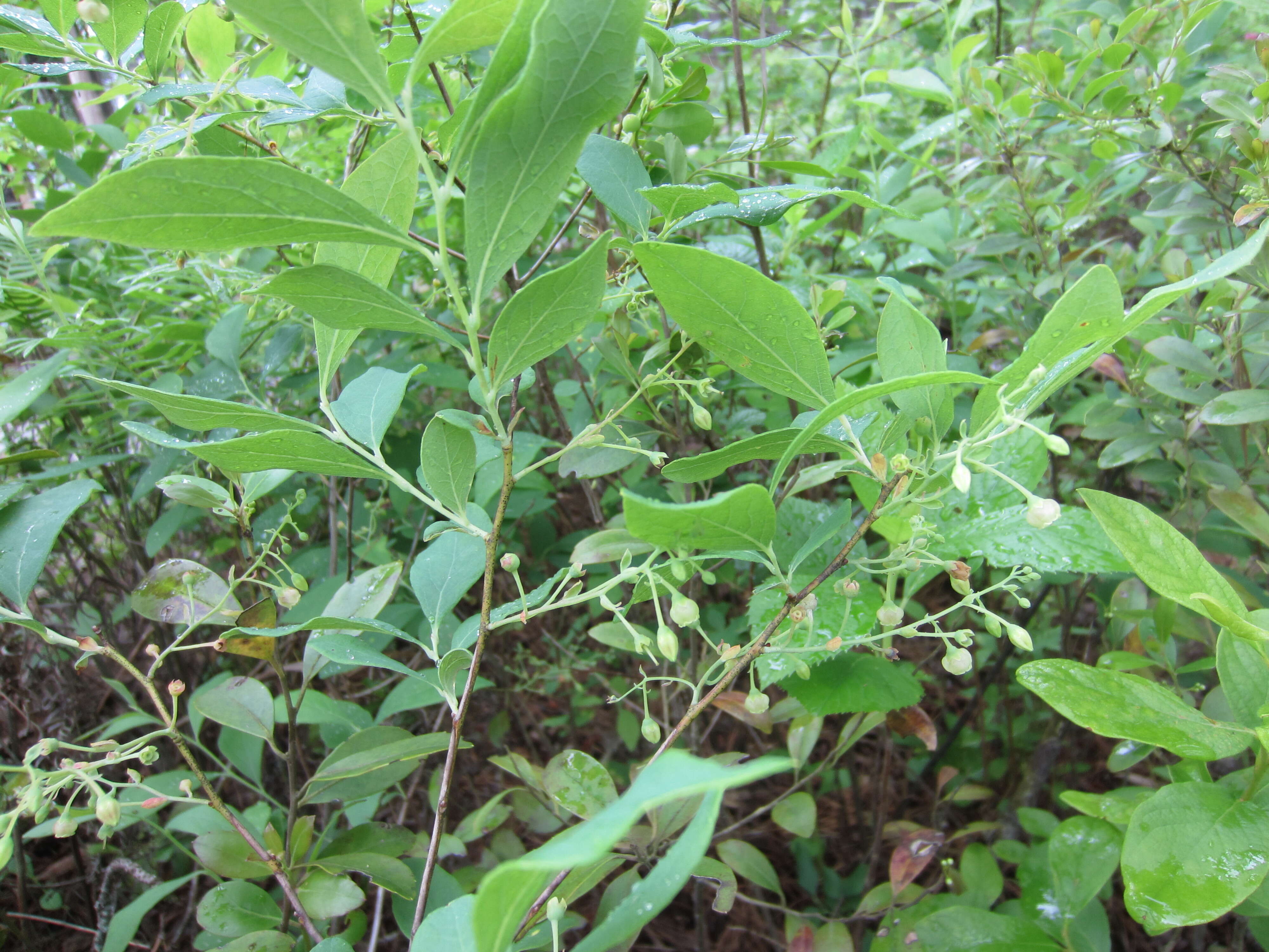 Image of blue huckleberry