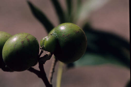 Image of wingleaf soapberry