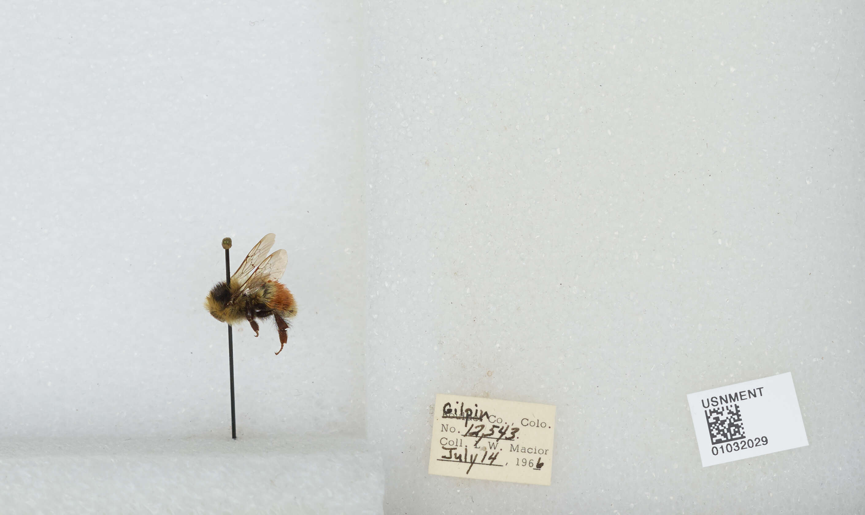 Image de Bombus sylvicola Kirby 1837