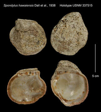 Image of Spondylus candidus Lamarck 1819