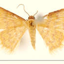 Image of Ptychopoda similinea Warren