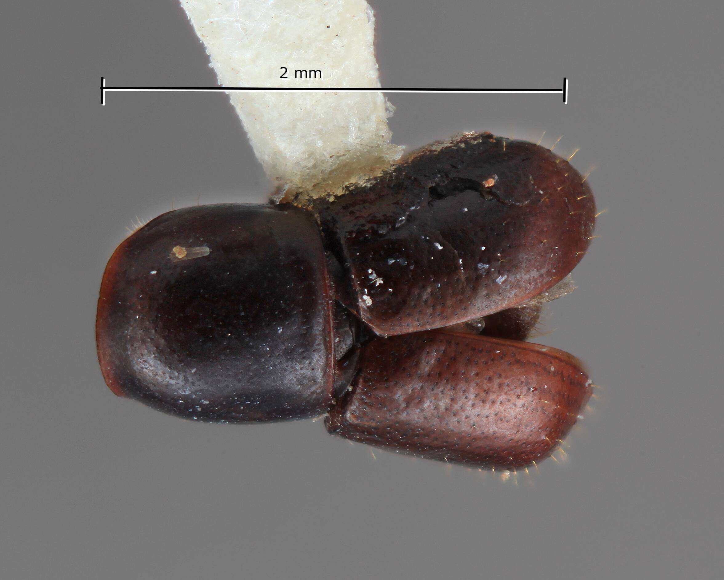 Image of Corthylus cecropicolens Wood 2007