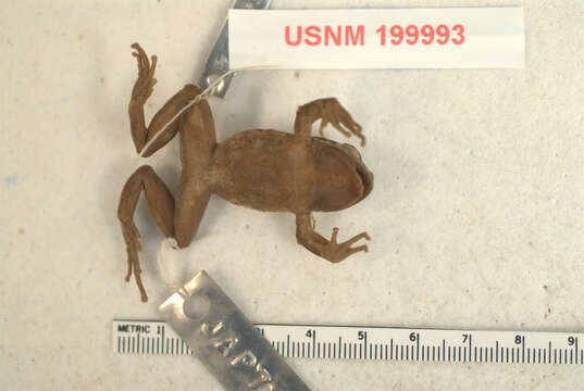 Image of Pristimantis cryophilius (Lynch 1979)