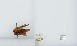 Image of Bombus atripes Smith 1852