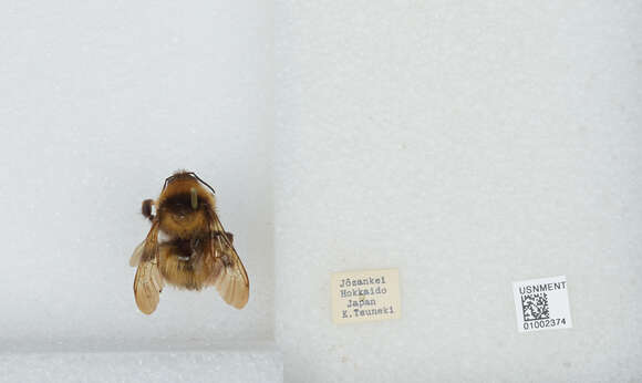 Imagem de Bombus diversus Smith 1869