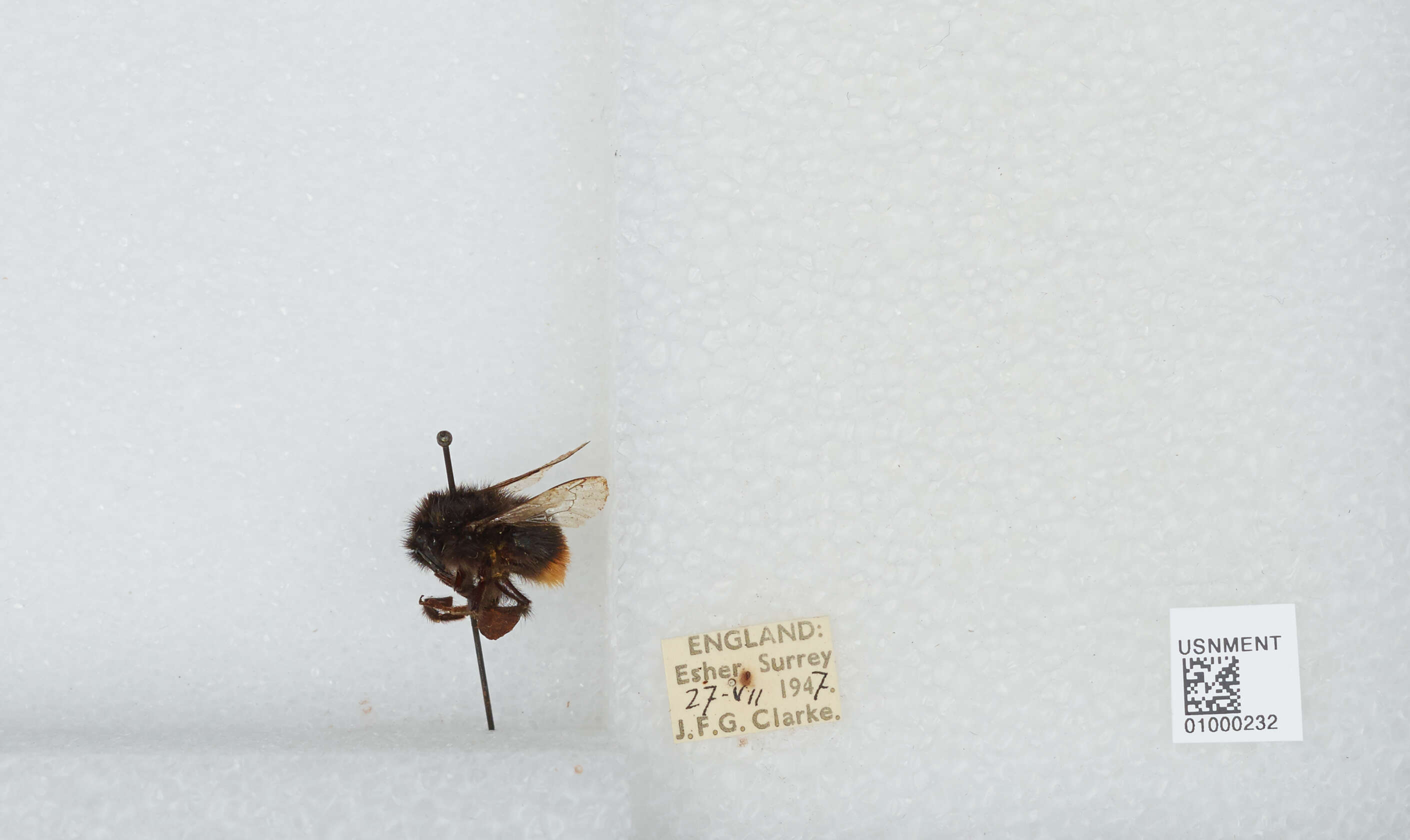 Image of Red tailed bumblebee