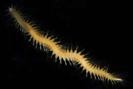 Image of Swift-footed worm