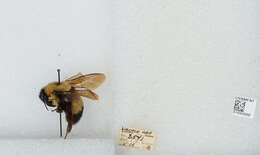 Слика од Bombus affinis Cresson 1864