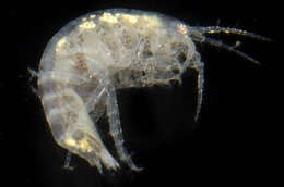 Image of Microprotopus raneyi Wigley 1966