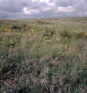 Imagem de Oenothera berlandieri subsp. berlandieri