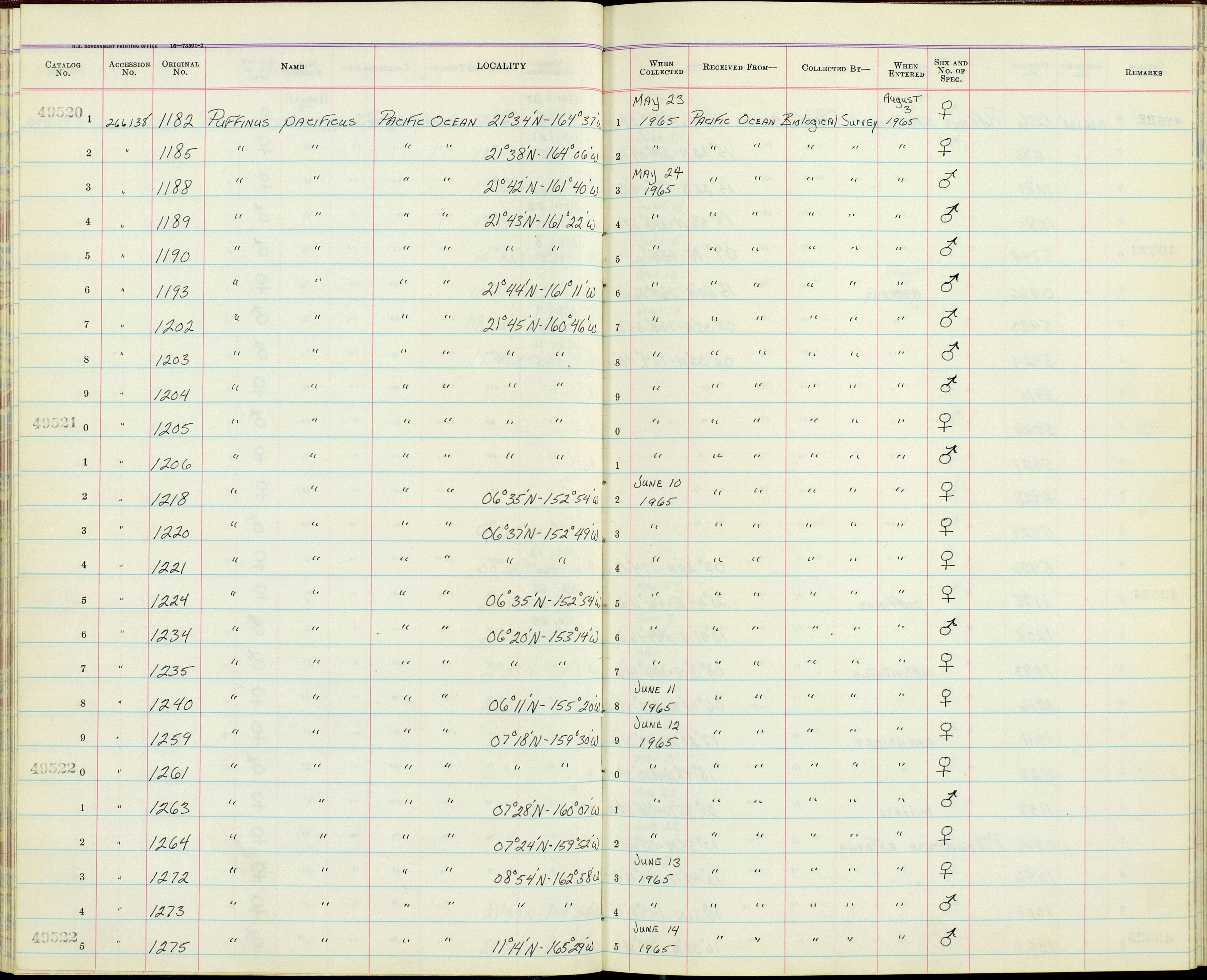 Image de <i>Puffinus pacificus</i>