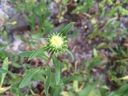 Image of hairy gumweed