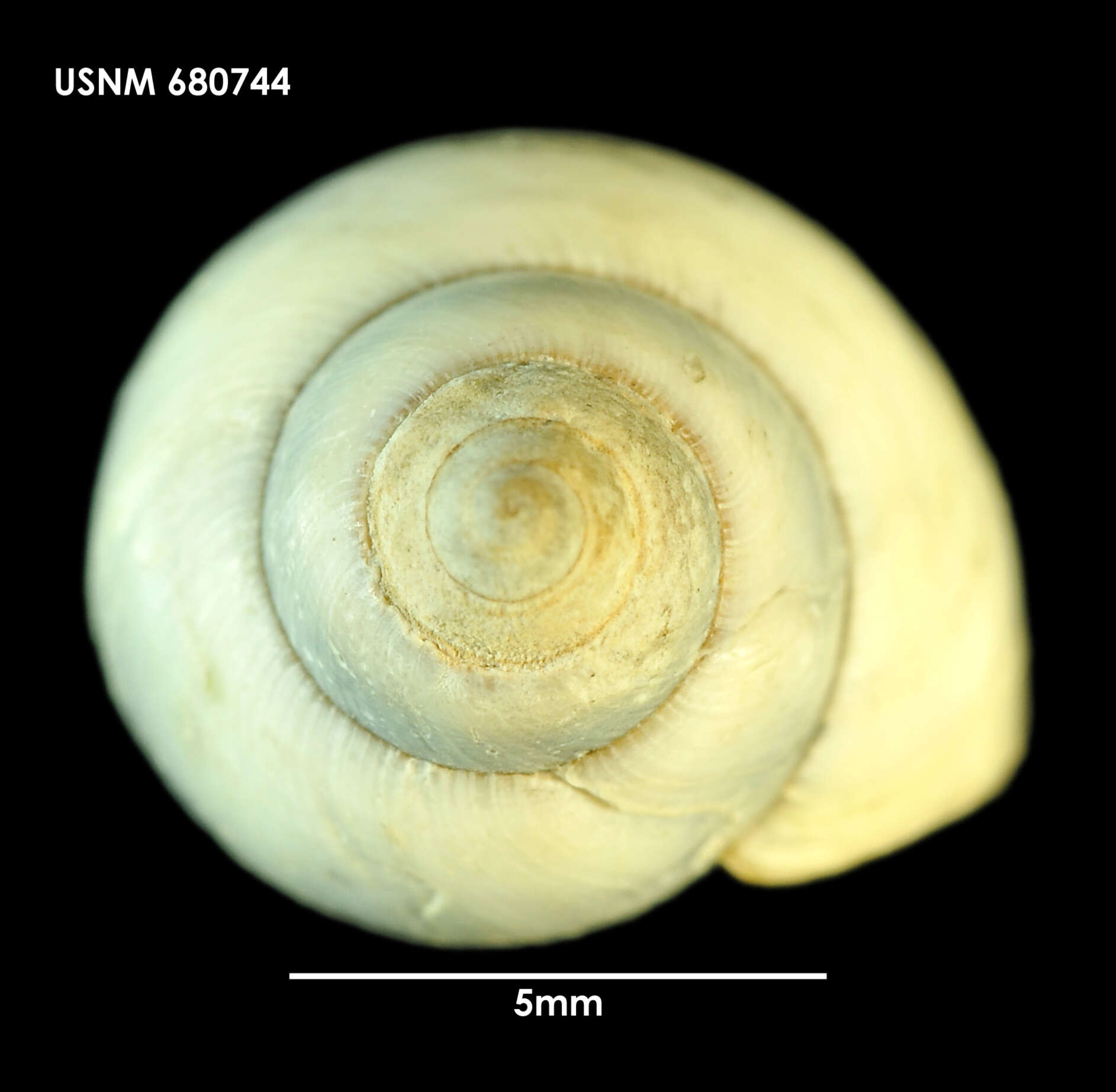 Image of Nodilittorina fernandezensis