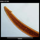 صورة Leptosomatum bacillatum (Eberth 1863)