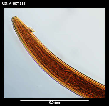 Image of Leptosomatum bacillatum (Eberth 1863)