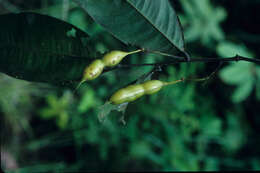 Image of Swartzia simplex (Sw.) Spreng.