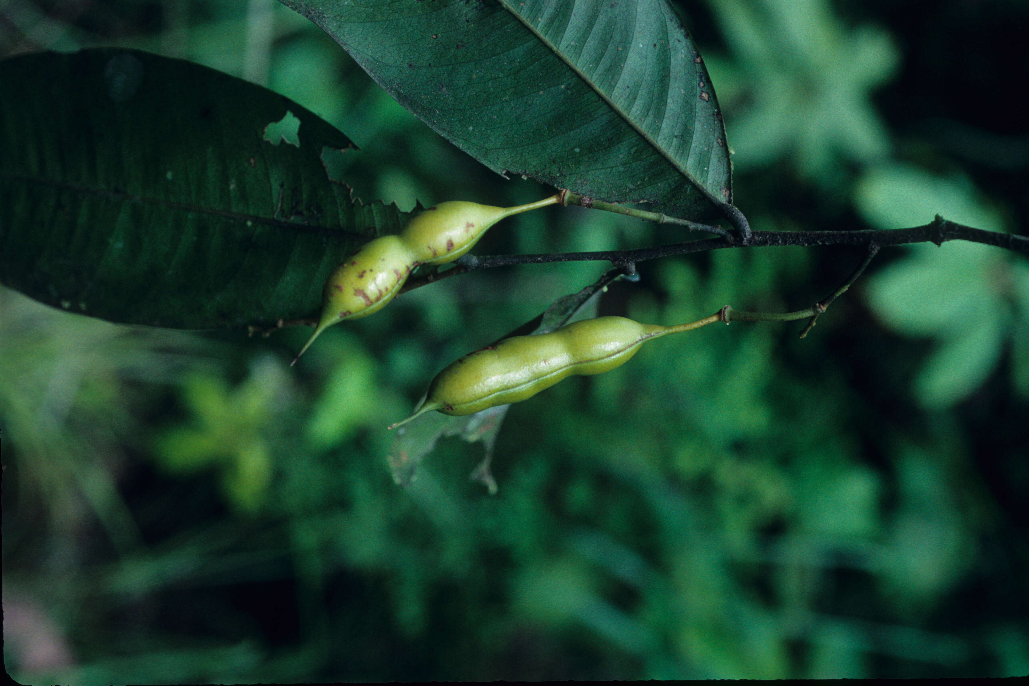 Image of Swartzia simplex (Sw.) Spreng.