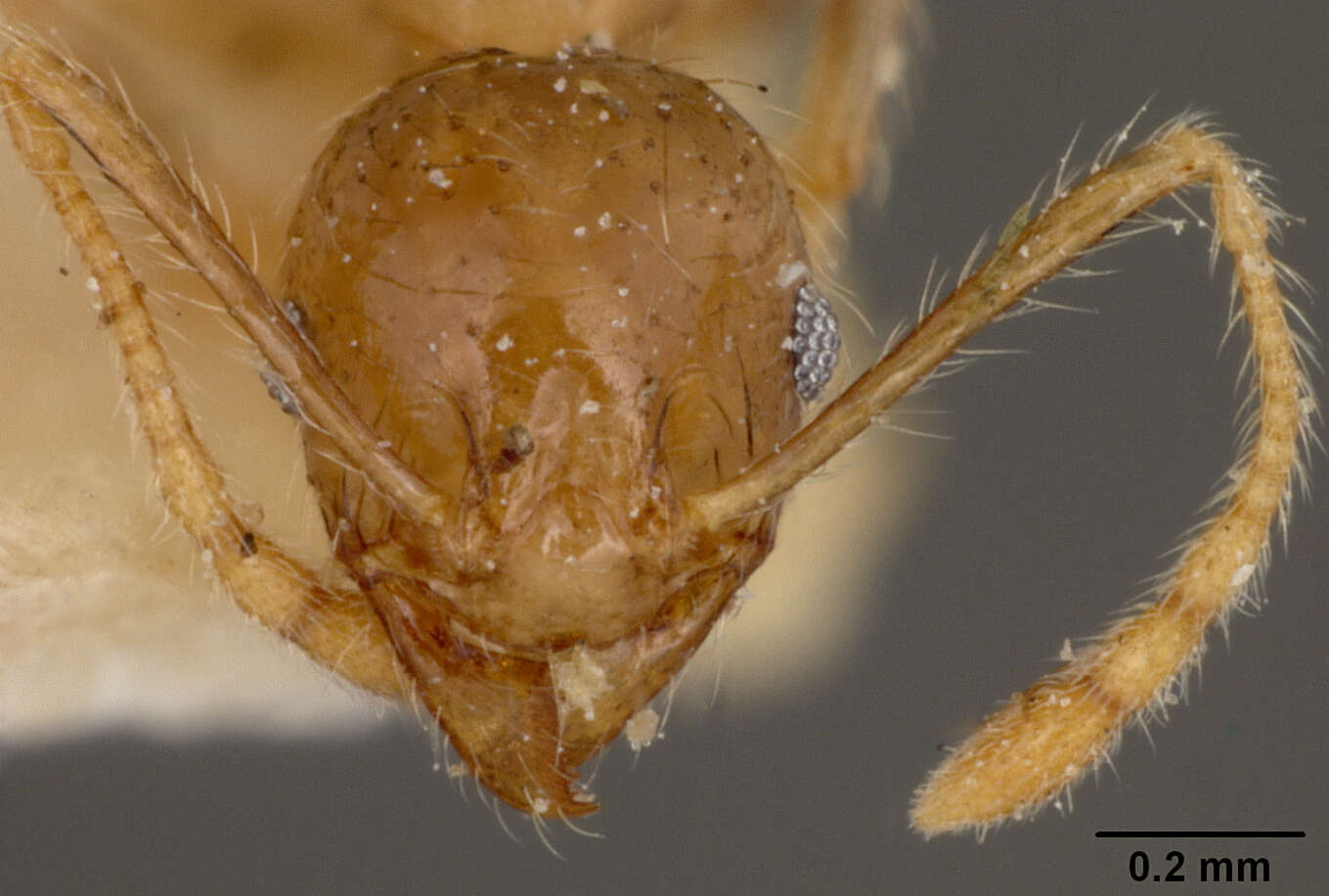 Image of Pheidole squalida Santschi 1910