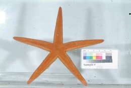 Image of Astropecten comptus Verrill 1915