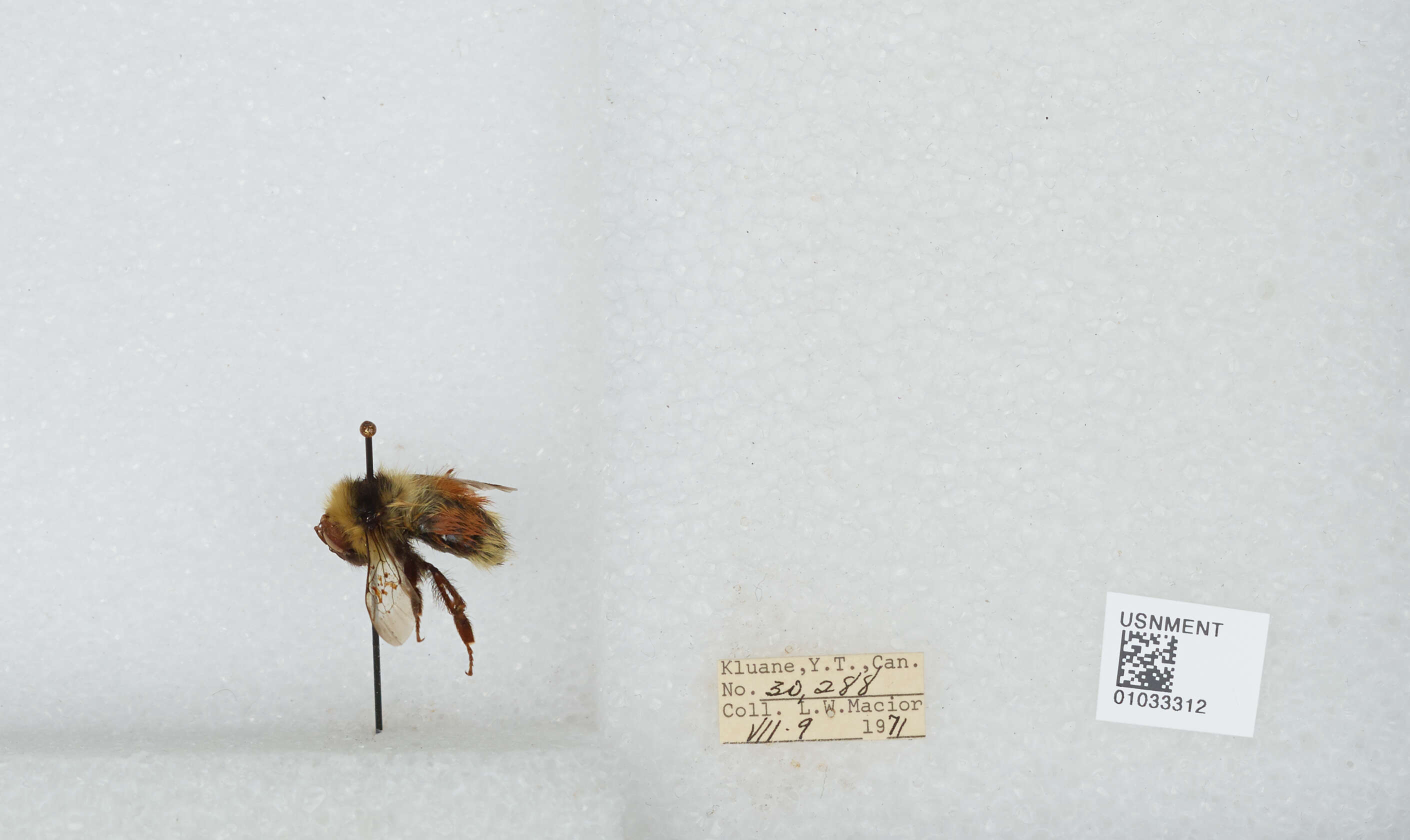 Image de Bombus sylvicola Kirby 1837