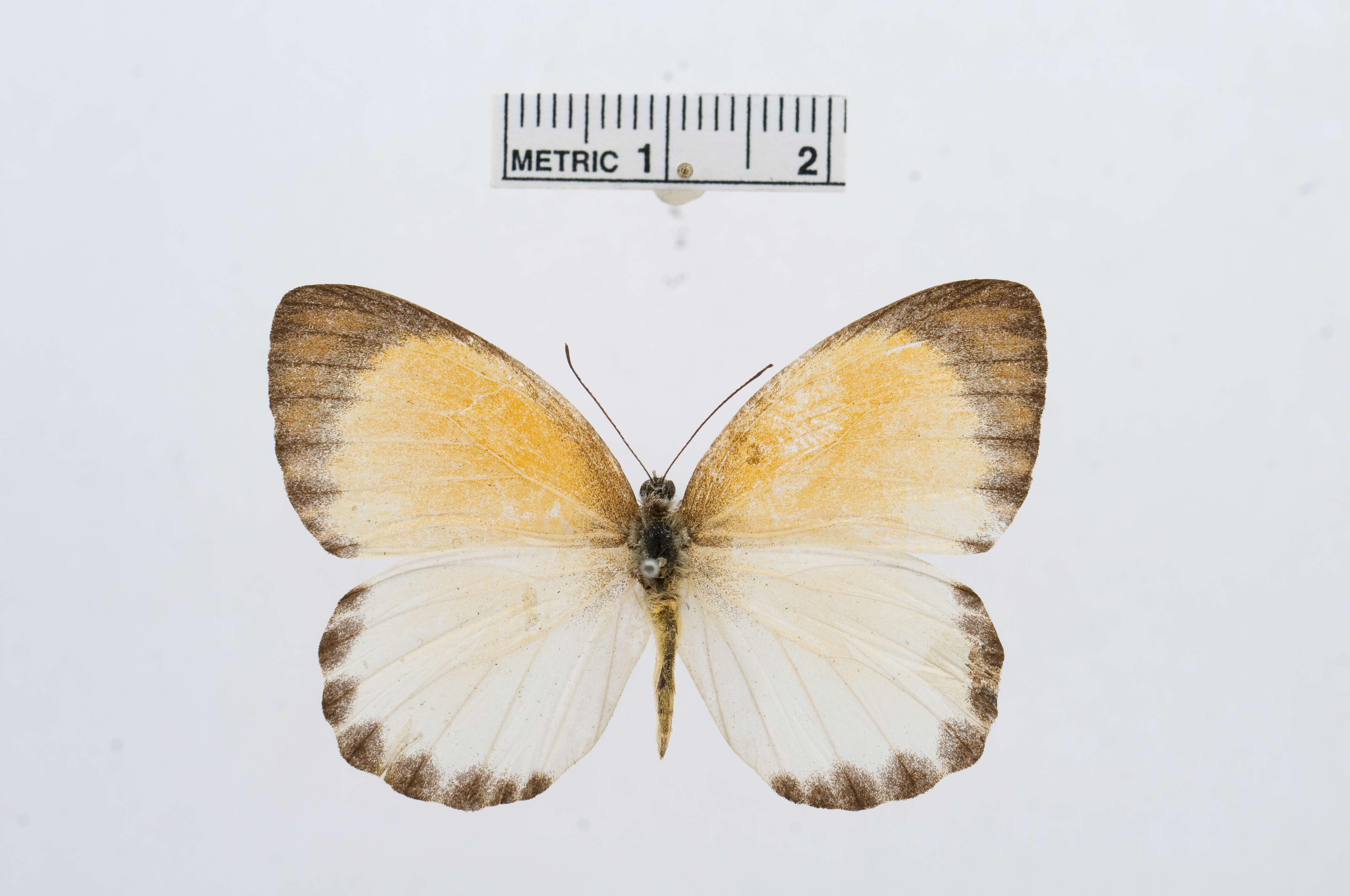 Image of <i>Appias sylvia</i>