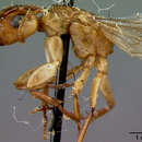 Imagem de Camponotus macilentus narboroensis Wheeler 1919