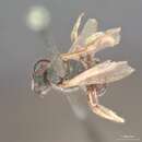 Image of Halictus communis Smith 1879