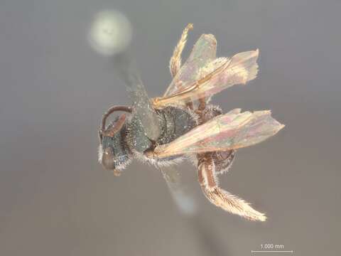 Image of Halictus communis Smith 1879