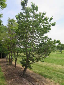 Image of Cornus florida var. florida