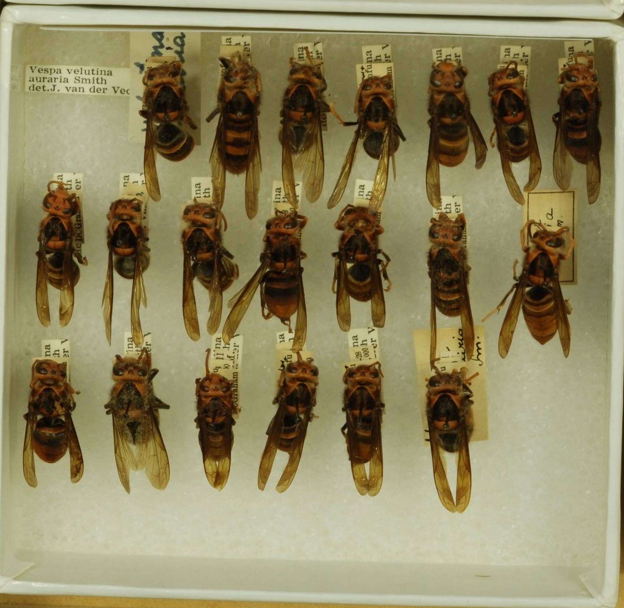 Image of Asian hornet