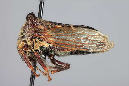 Image of Otinotus pilosus Funkhouser