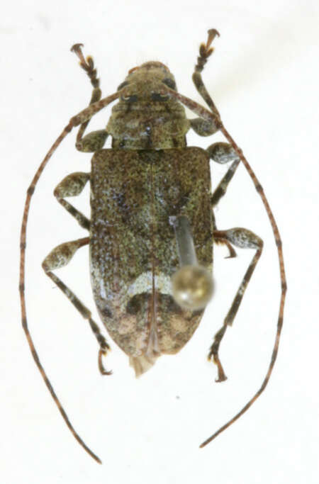 Image of Leptostylopsis thomasi Lingafelter & Micheli 2009